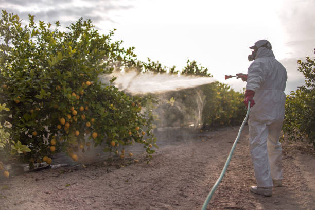 Reliable Black Creek, WI Pest Control Solutions