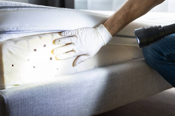 Best Pest Prevention Services  in Black Creek, WI